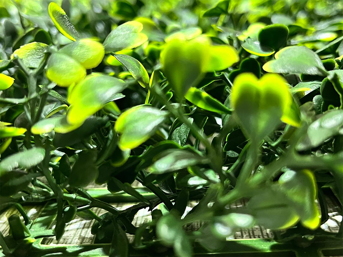 ZIELONA ŚCIANA Sztuczny żywopłot na balkon ogród ścianę